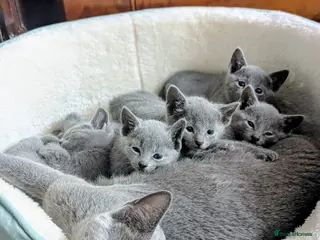 Russian Blue cats Gorgeous GCCF registered Russian Blue Kittens - Advert 2