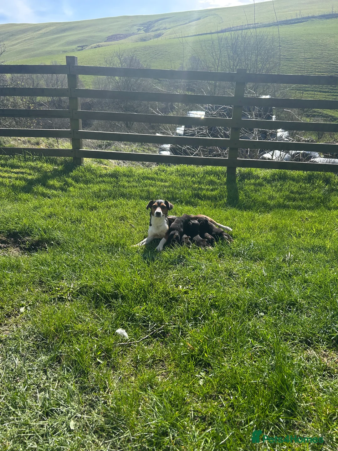 Jack Russell dogs for sale: Jack Russell Puppies For Sale  - Advert 2