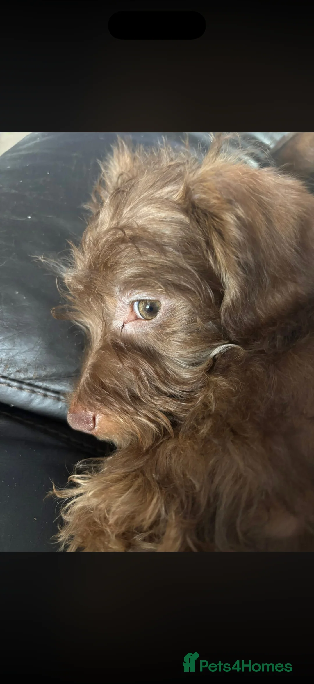 Mixed Breed dogs for sale: Last 2 puppies for sale. Shihpoo x mini dachshund - Advert 6