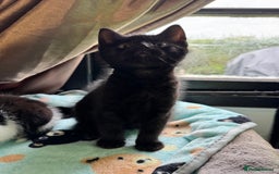 Mixed Breed cats for sale: Mixed breed two kittens  - Image 3
