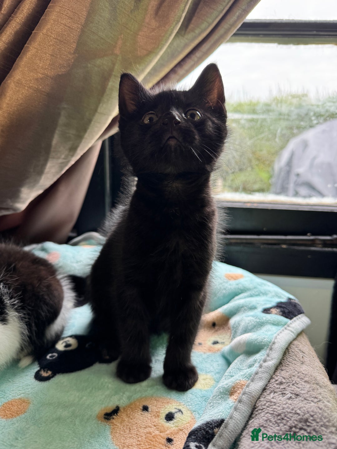 Mixed Breed cats for sale: Mixed breed two kittens  - Image 3