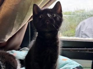 Mixed Breed cats - Advert 6