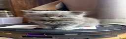 British Longhair cats for sale: Stunning Blue BritishLonghair Kittens  - Advert 6