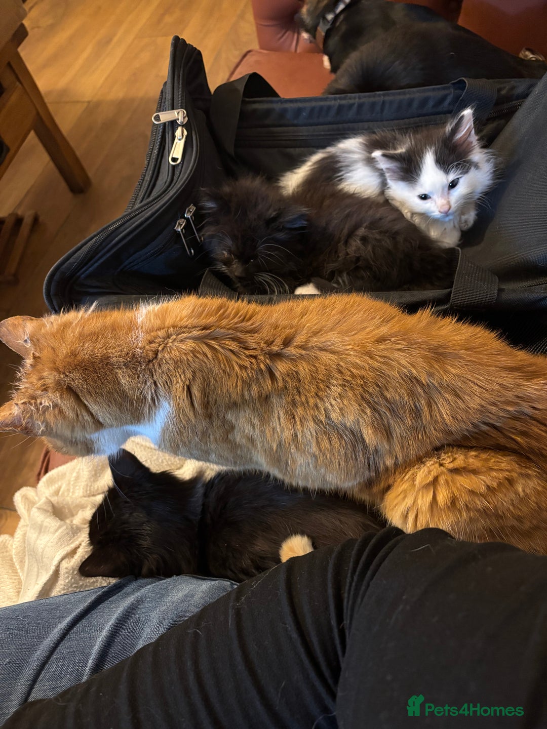 Mixed Breed cats for sale: Five semi long haired kittens available now - Advert 12