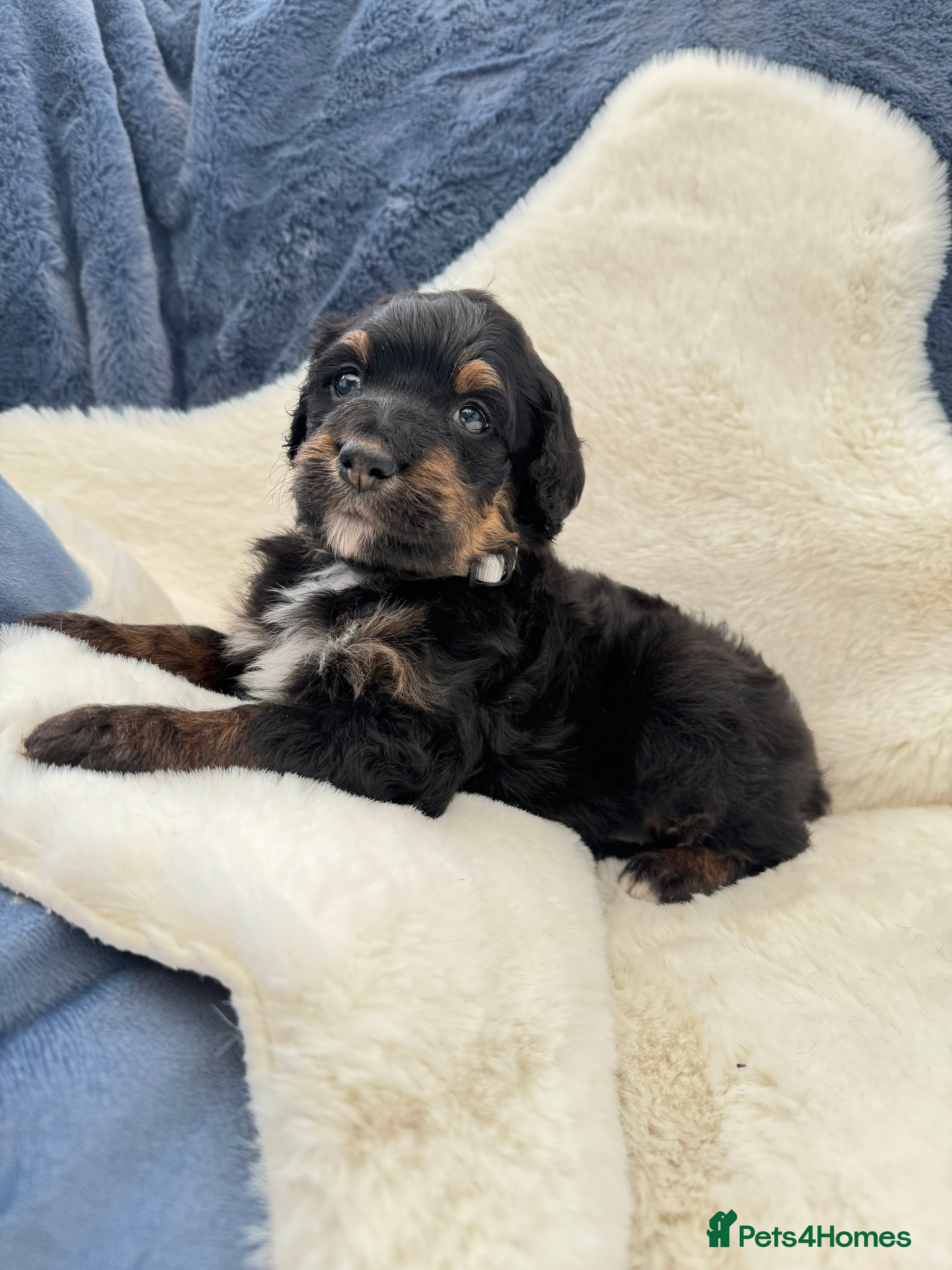 Bernedoodle dogs Gorgeous Bernedoodle puppies 🖤 - Advert 2