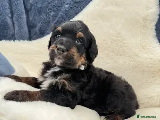 Bernedoodle dogs Gorgeous Bernedoodle puppies 🖤 - Advert 2