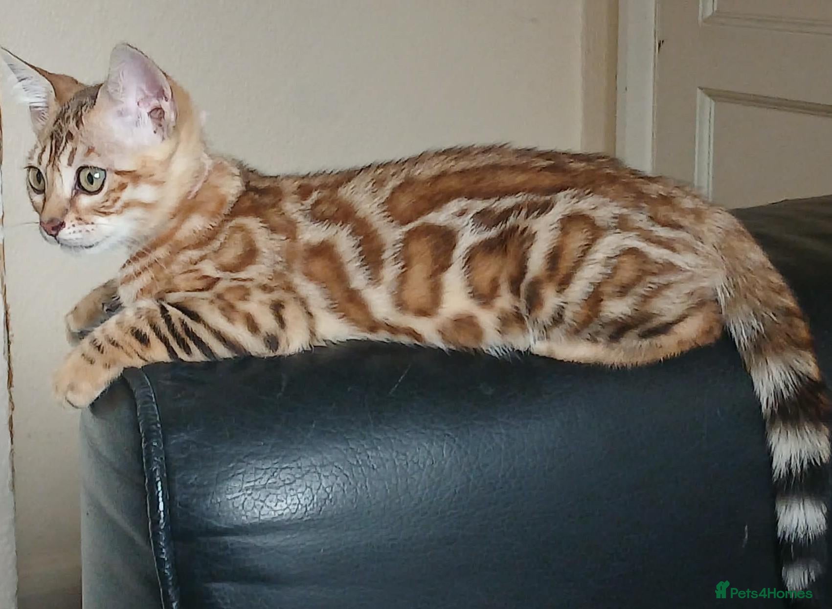 Bengal cats Stunning litter of brown rosetted Bengal cubs  - Advert 8