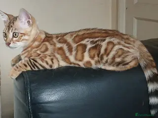 Bengal cats Stunning litter of brown rosetted Bengal cubs - Advert 9