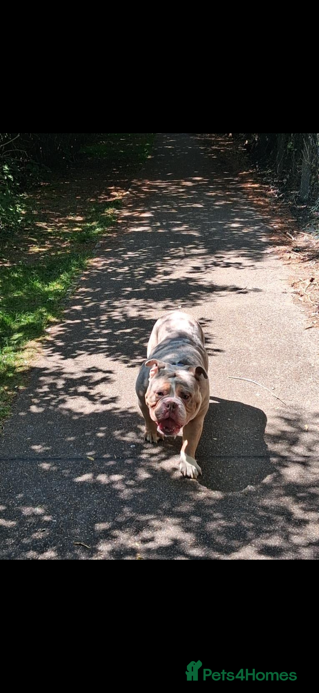Olde English Bulldogge dogs for sale: olde english bulldog boy - Image 3