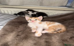 Domestic Shorthair cats for sale: Kittens  - Image 6