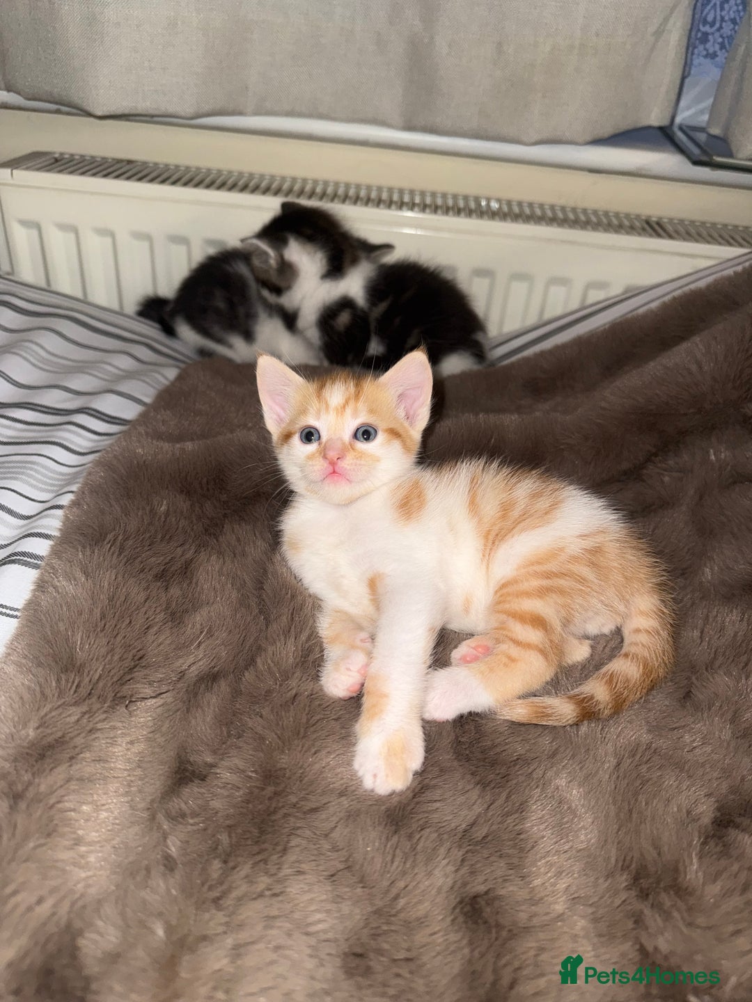 Domestic Shorthair cats for sale: Kittens  - Image 6