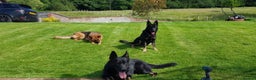 German Shepherd dogs for stud: Czech German Shepherd stud in Newport - Advert 1