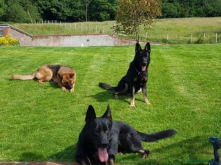 German Shepherd dogs Czech German Shepherd stud in Newport - Advert 1