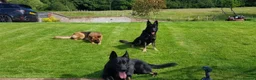 German Shepherd dogs for stud: Czech German Shepherd stud in Newport - Advert 1