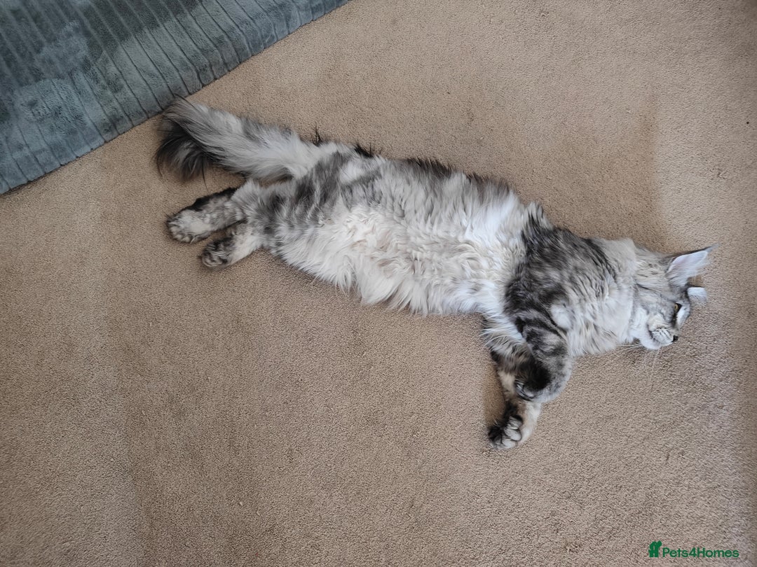 Maine Coon cats for stud: Maine Coon for Stud - Image 1