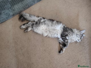 Maine Coon cats - Advert 5