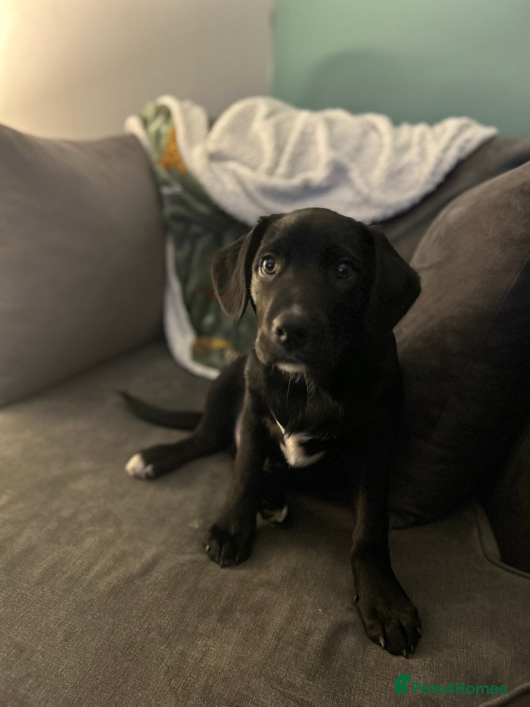 Borador dogs for sale: Barney  - Advert 12