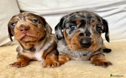 Miniature Dachshund dogs for sale: Miniature Dachshund puppies! - Image 19