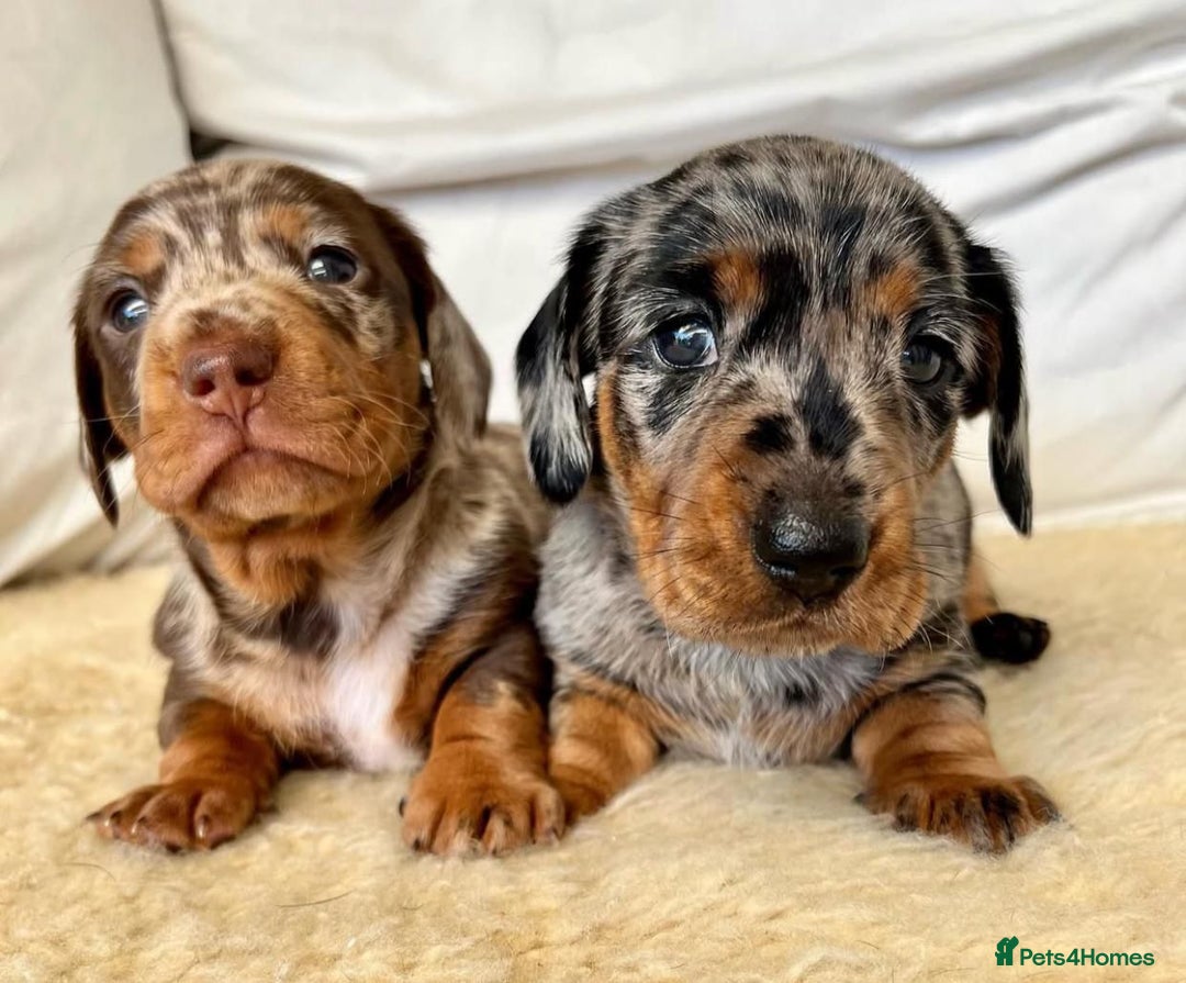 Miniature Dachshund dogs for sale: Miniature Dachshund puppies! - Image 19