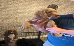 Cocker Spaniel dogs for sale: Fox red cocker spaniel pups  - Image 4