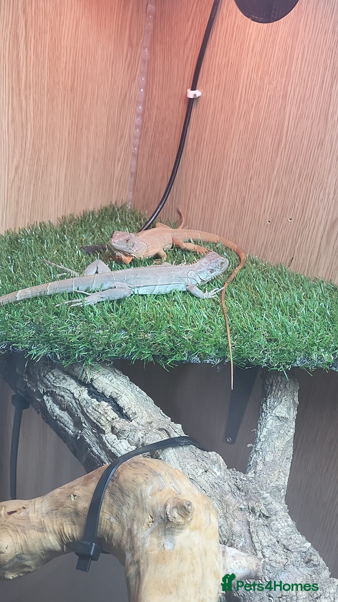 Iguana reptiles for sale: Orange zero iguana  - Image 5