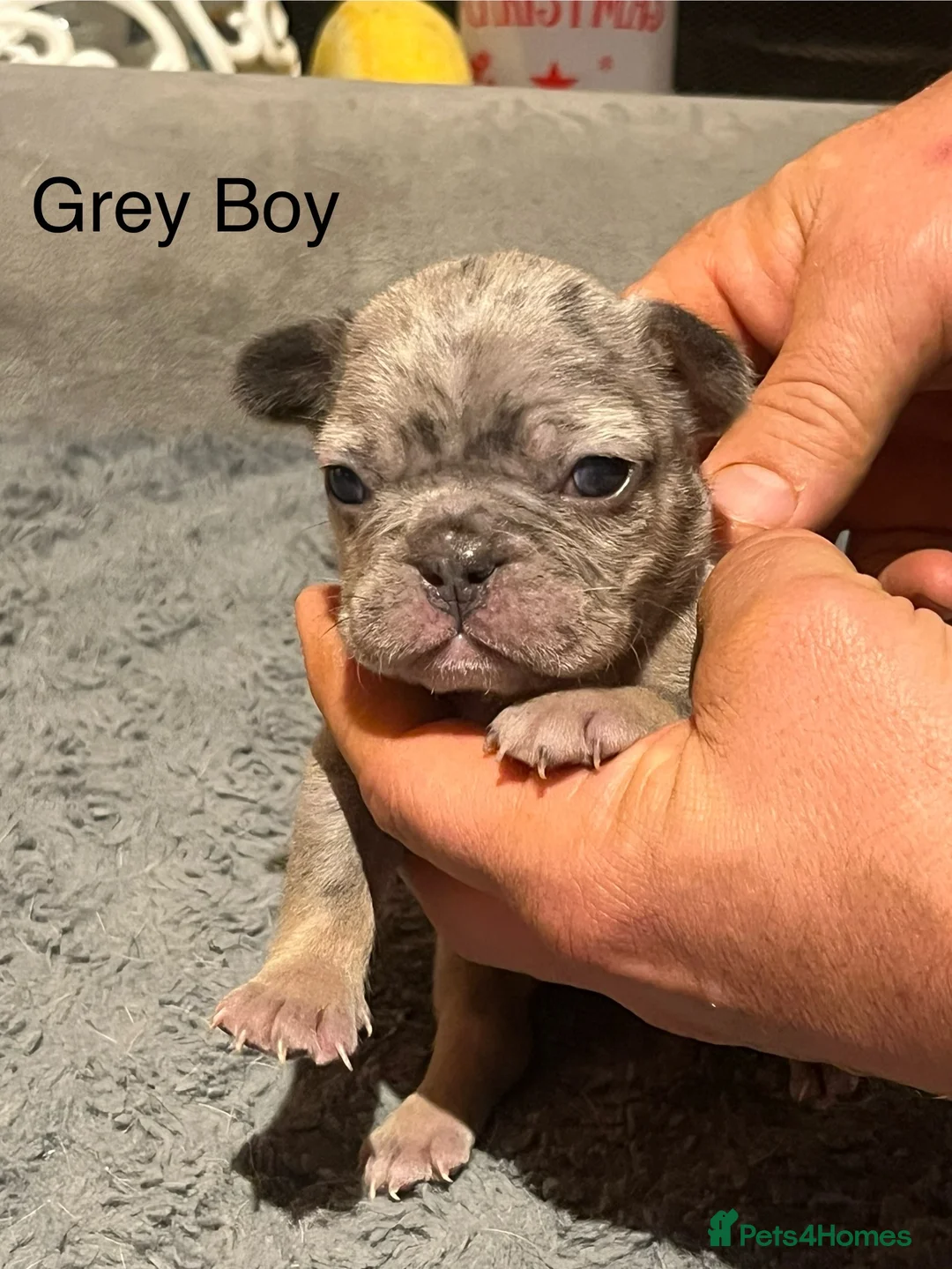 French Bulldog dogs for sale: DWKC Registered French Bulldog puppies for sale - Advert 29