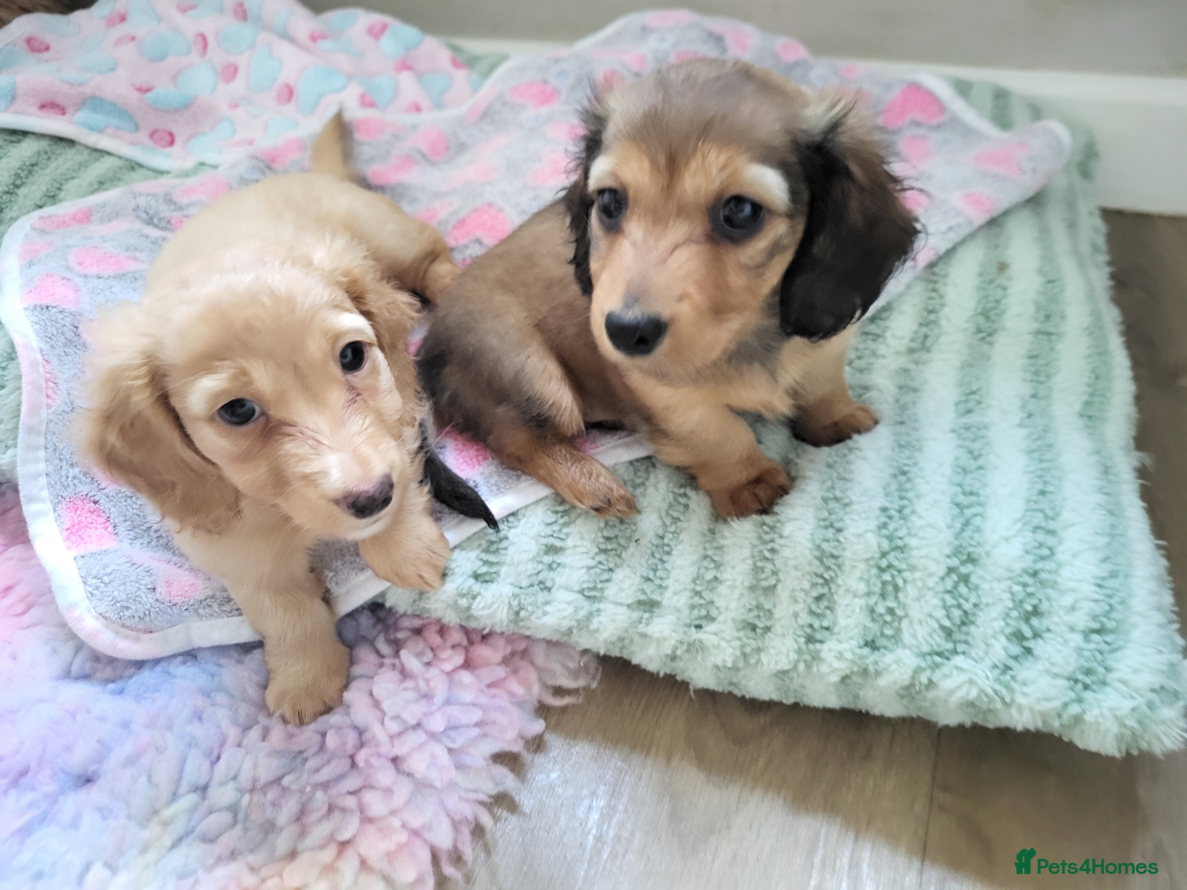 Miniature Dachshund dogs Long haired mini's 💖 1 GIRL AVAILABLE 💖 - Advert 9