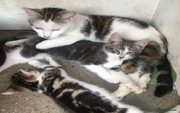 Mixed Breed cats for sale: Rescued feral farm kittens  - Image 23