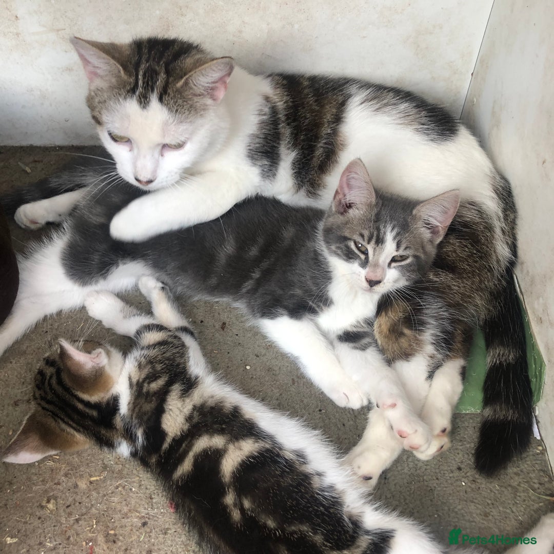 Mixed Breed cats for sale: Rescued feral farm kittens  - Image 23