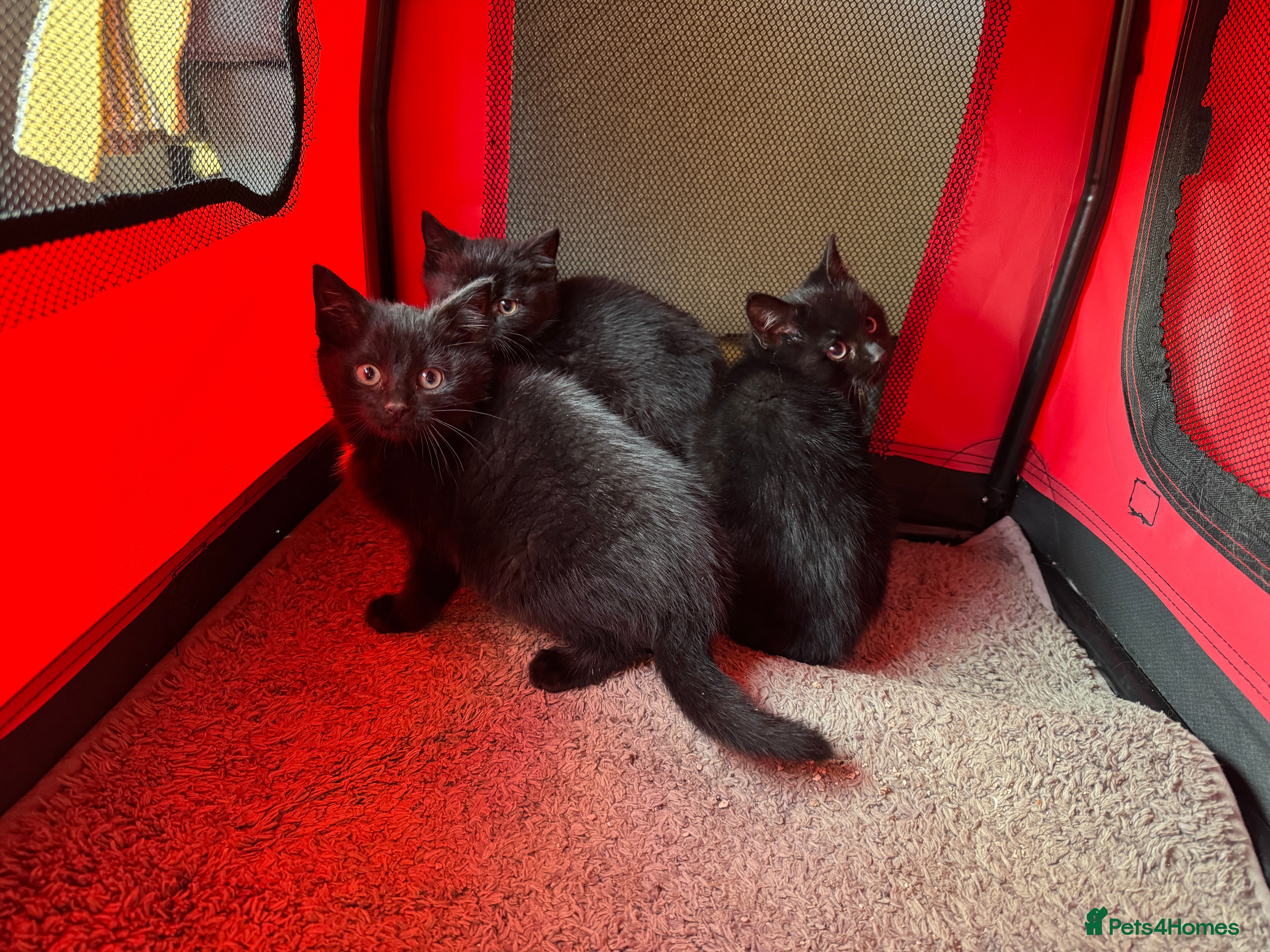 Mixed Breed cats Adorable black kittens  - Advert 1