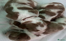 Welsh Springer Spaniel dogs for sale: 3 Girls Fully Health Tested Parents  - Image 4