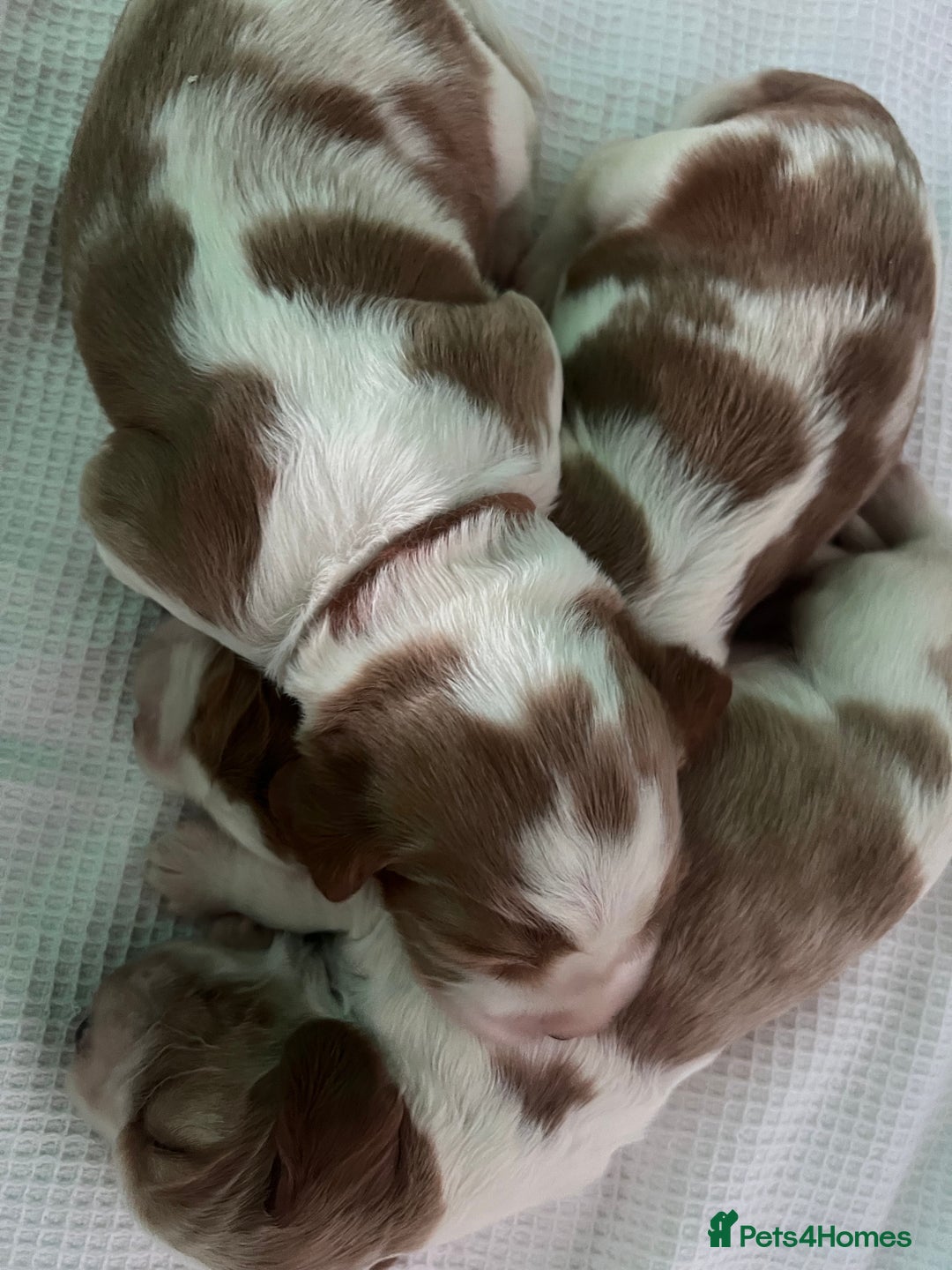 Welsh Springer Spaniel dogs for sale: 3 Girls Fully Health Tested Parents  - Image 4