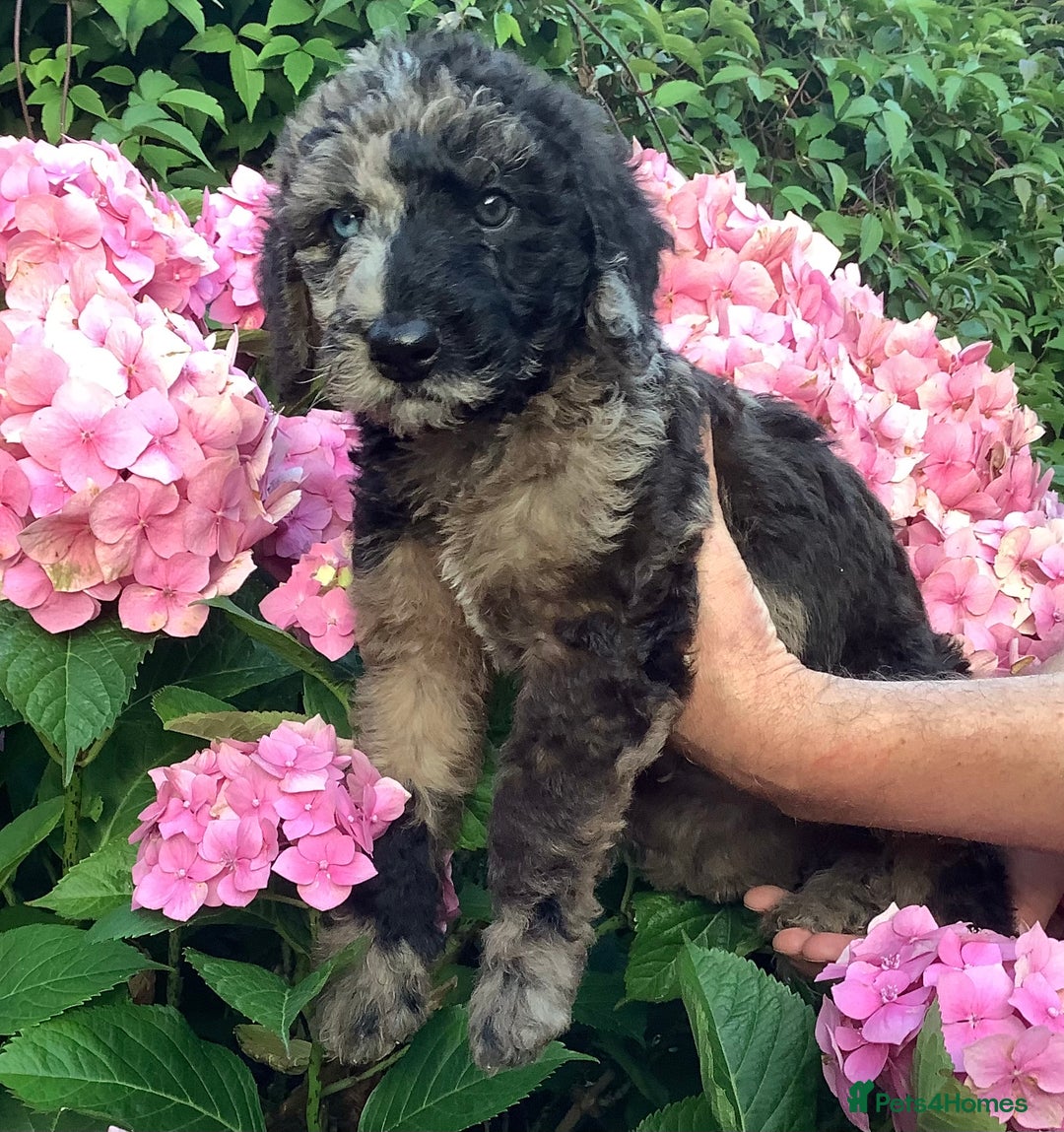 Poodle dogs for sale: Rare markings ready now - Image 2
