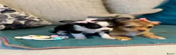 Chihuahua dogs for sale: Beautiful Long-Haired Chihuahua Puppies  in Plymouth - Advert 14