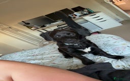 Mixed Breed dogs for sale: 7 Month old Corgipoo - Advert 6