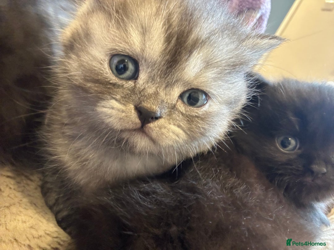 Persian cats for sale: BSH/PERSIAN KITTEN FOR SALE   - Advert 6