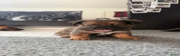 Jackshund dogs for sale: Jack Russell X Dachshund pups - Advert 18