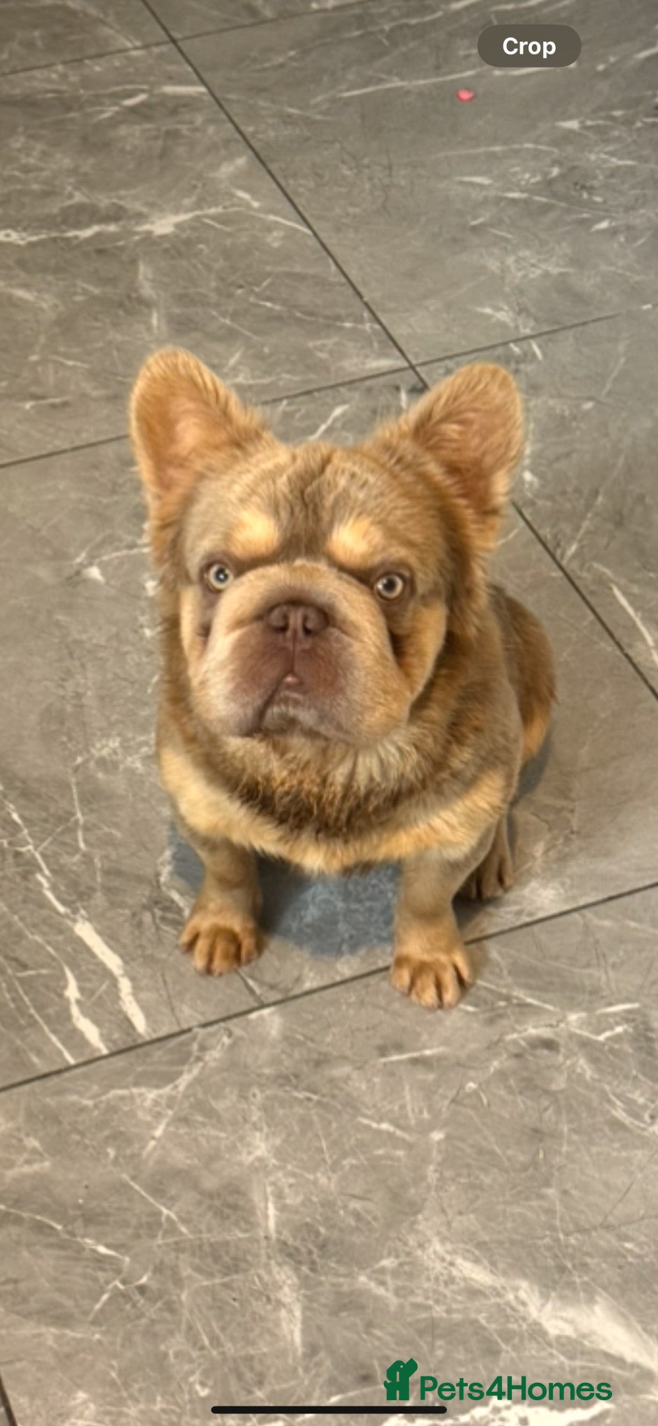French Bulldog dogs Enzo  - Advert 2