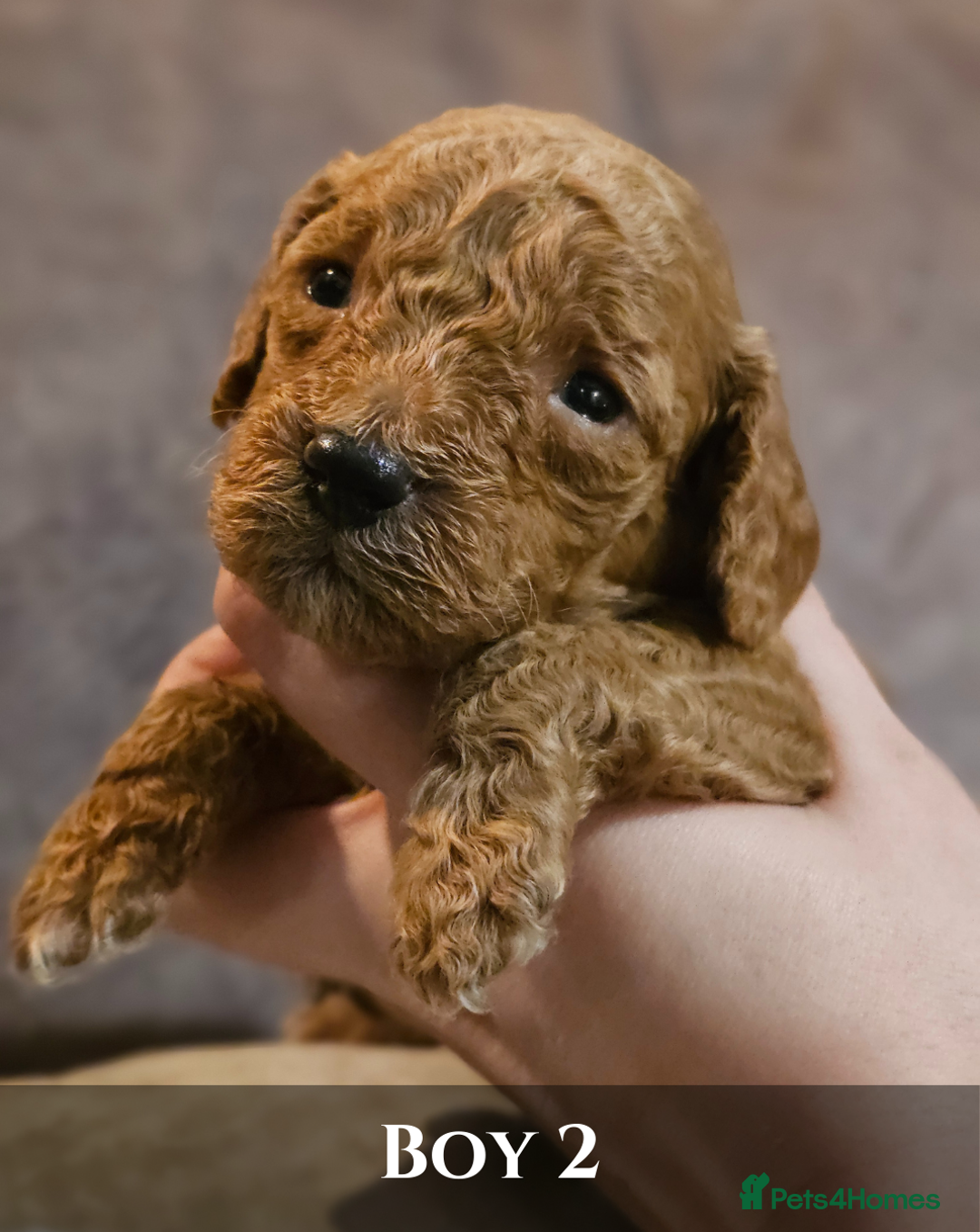 Cavapoo dogs for sale: 5 Beautiful Deep Red F1B Cavapoo Pups - Advert 15