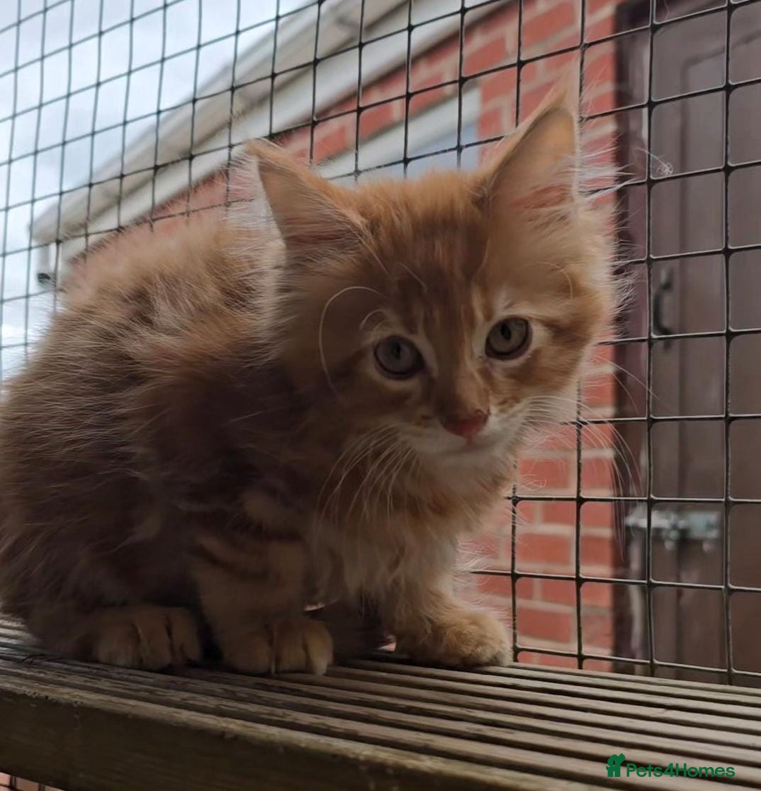Maine Coon cats for sale: VARIOUS FULL PEDIGREE MAINE COON KITTENS FOR SALE in Rotherham - Image 13