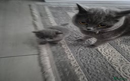 British Shorthair cats for sale: 1 cute British short hair blue kitten for sale  - Image 11
