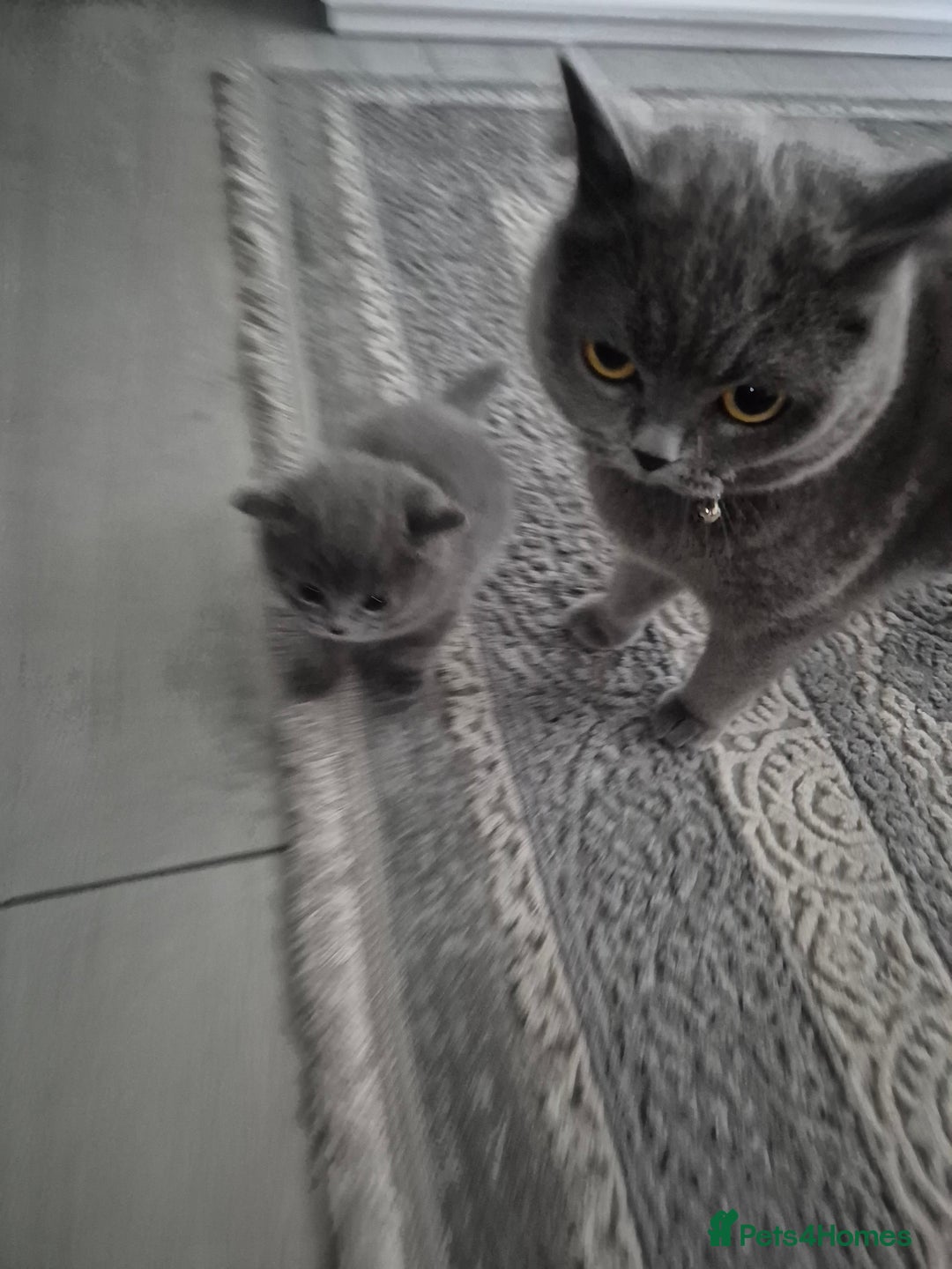 British Shorthair cats for sale: 1 cute British short hair blue kitten for sale  - Image 11