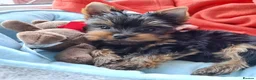 Yorkshire Terrier dogs for stud: Male Fererro.  Stud - Advert 8