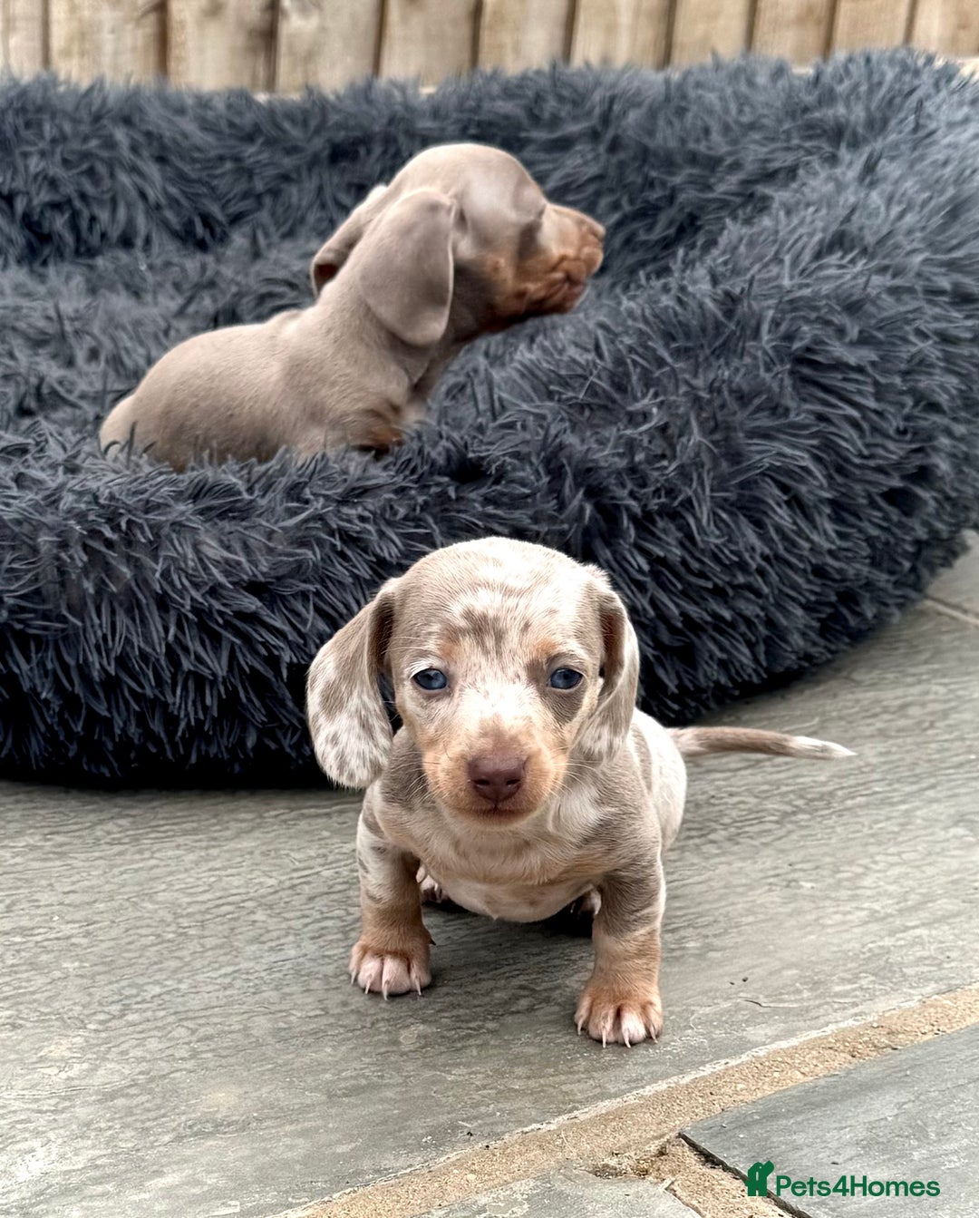 Miniature Dachshund dogs for sale: Beautiful litter of miniature dachshund puppies  - Image 6