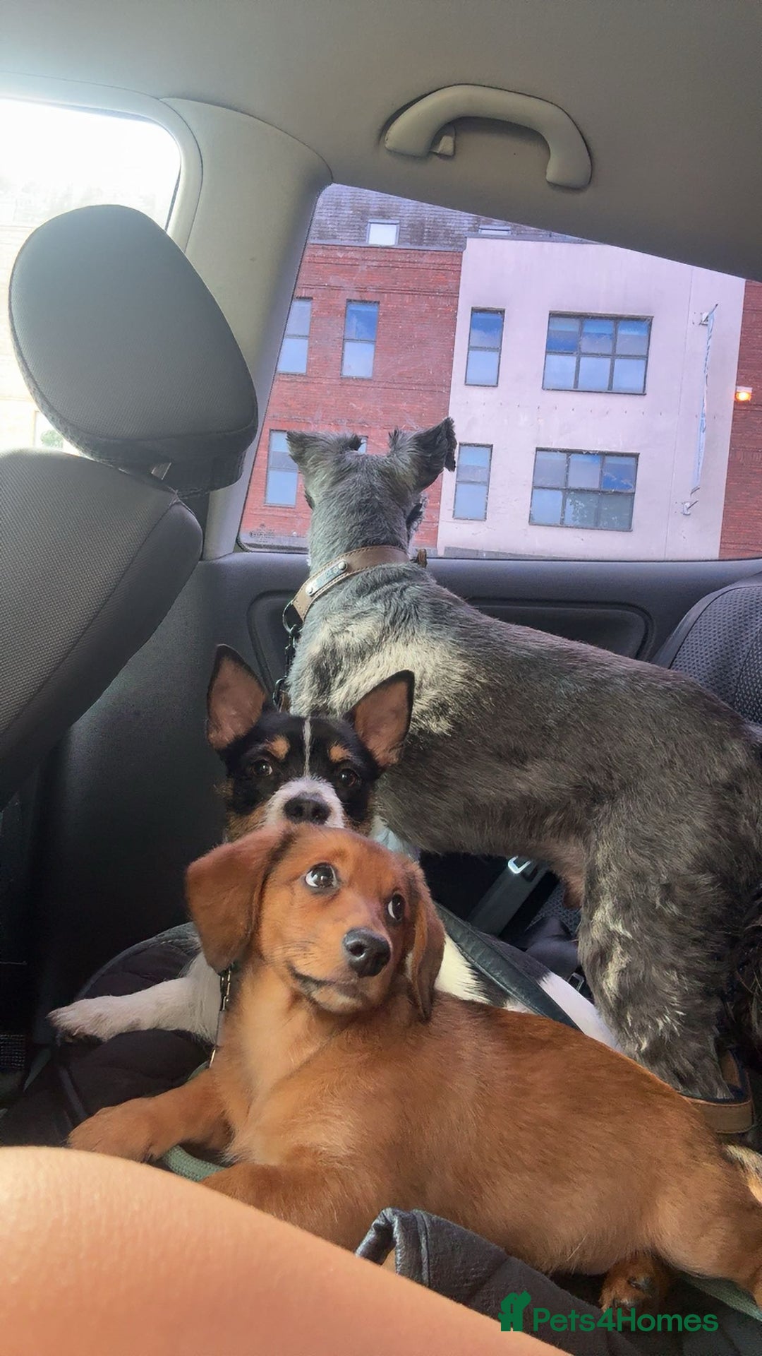 Mixed Breed dogs for sale: Male puppy  - Advert 3