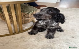 Cocker Spaniel dogs for sale: Blue roan show cocker spaniel  - Image 16