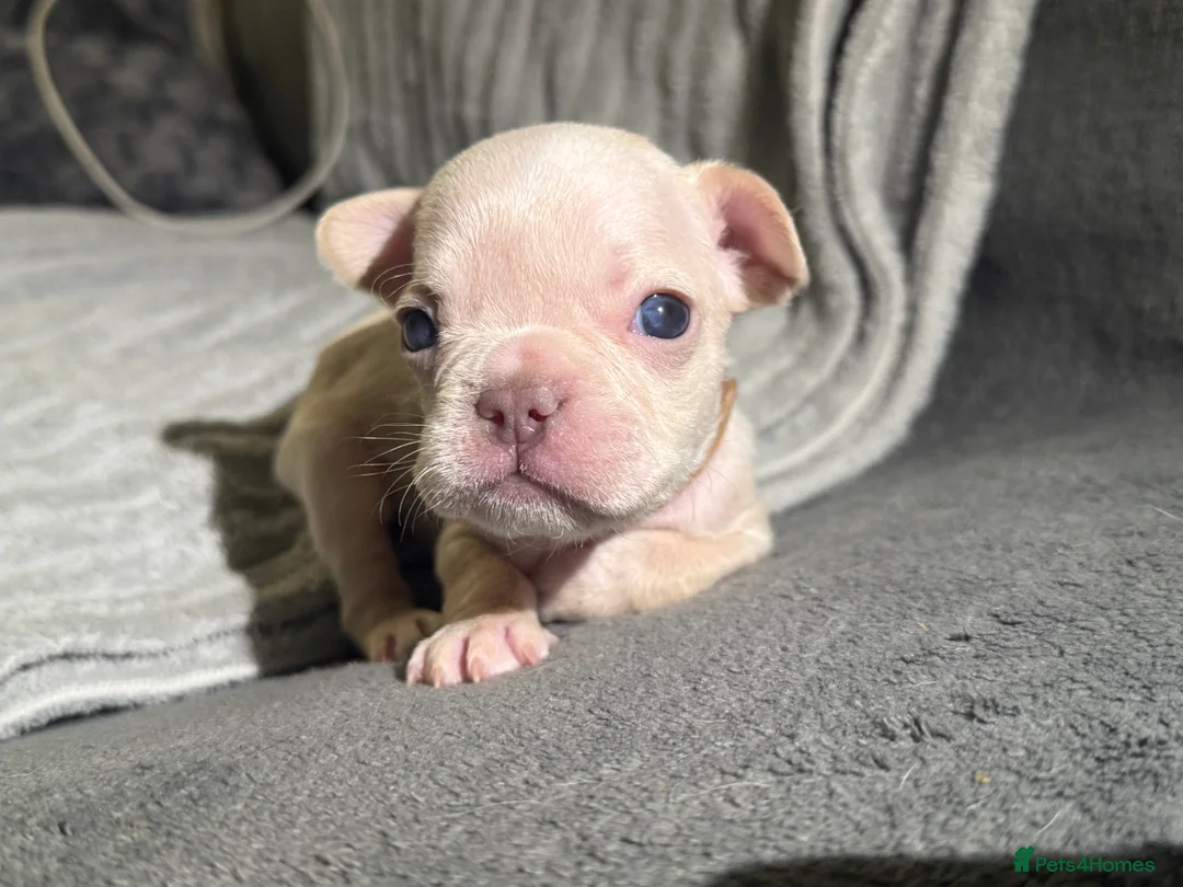 French Bulldog dogs for sale: Vaccine and Micro Chipped French Bulldog Puppies - Advert 21