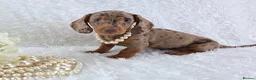 Miniature Dachshund dogs for sale: Stunning Miniature Dachshund Puppies  - Advert 19