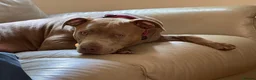 Staffordshire Bull Terrier dogs for sale: Darcy - Advert 4