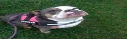 Olde English Bulldogge dogs for sale: Beautiful Lady  - Advert 10